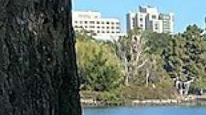 El muñeco colgando de una soga apareció en la cuadra 2100 de Lakeshore Avenue, según la policía de Oakland.