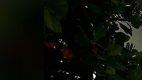 Para que la promoción se active, una encuesta de la empresa debe llegar a los 500,000 votos.