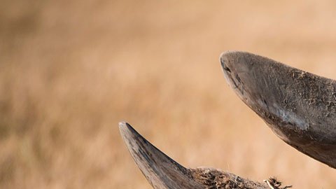 Los cuernos que les cortan a estos animales, con el tiempo, vuelven a crecer.