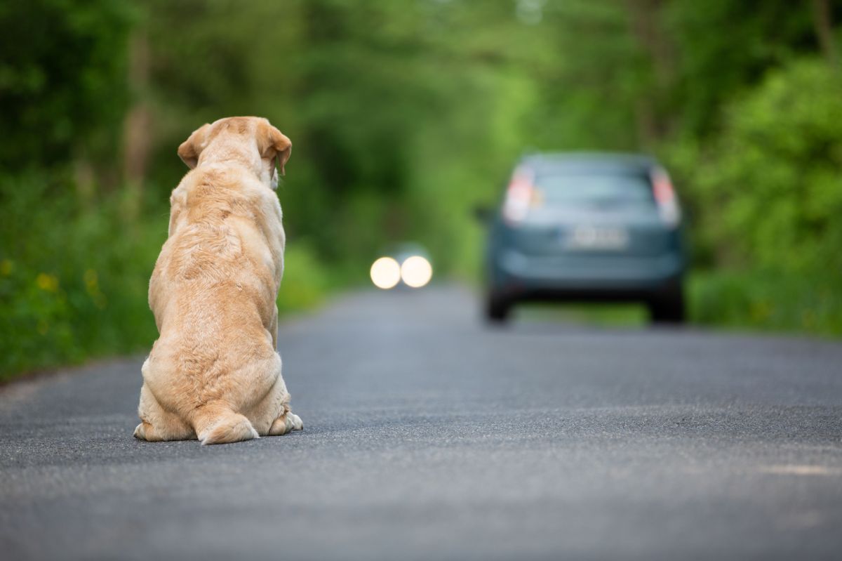 VÍDEO: Desgarradoras imágenes de perro abandonado corriendo tras su dueño  se hacen virales - La Opinión