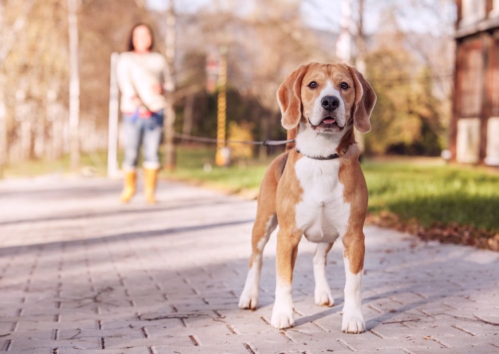 pasear perro