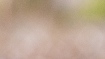 Trabajo infantil en el campo.