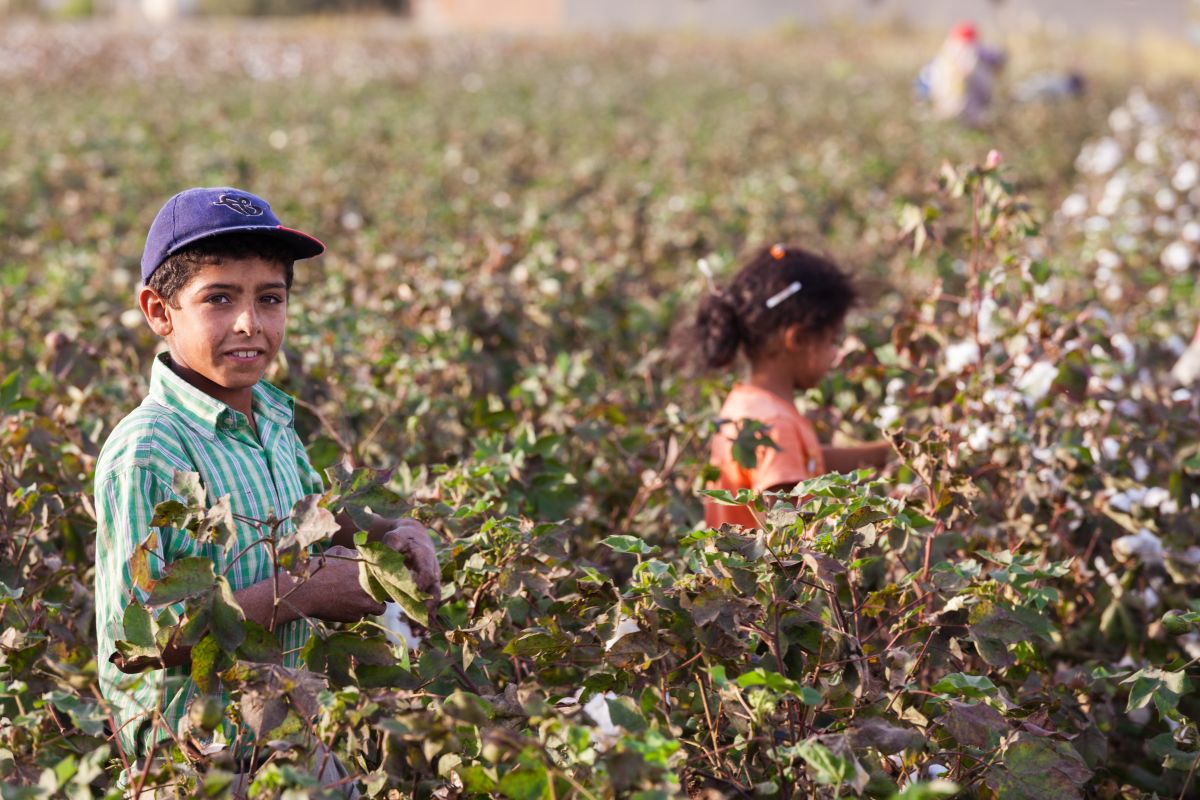 Trabajo infantil en el campo.