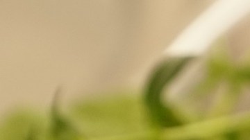 El tomillo es utilizado en rituales de protección.