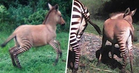 Un pequeño potro de cebra demuestra la diversidad animal.