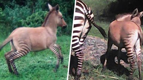 Un pequeño potro de cebra demuestra la diversidad animal.