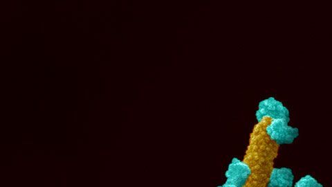 La célula infectada, siguiendo las instucciones del virus (en azul), desarrolla largos tentáculos para infectar otras células.