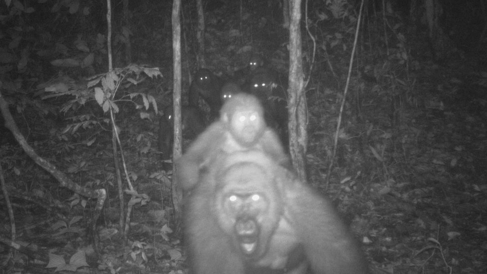 Se usaron cámaras nocturnas para ver a este esquivo primate.