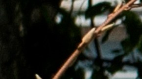 Mnuchin no especificó posibles requisitos para obtener la ayuda.