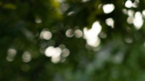 Gabriela-Santoferraro