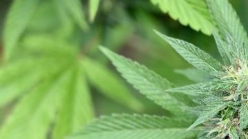 Actualmente está en proceso la aprobación de ley para regular el uso de la marihuana en México.