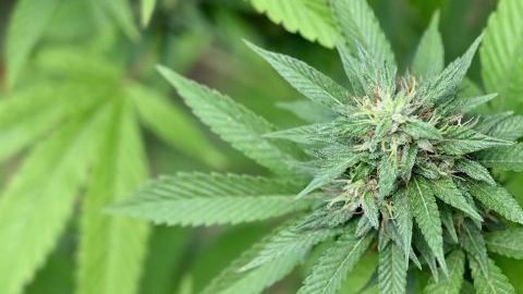 Actualmente está en proceso la aprobación de ley para regular el uso de la marihuana en México.