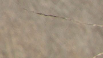 La evidencia apunta a que el accidente se debió a la desorientación del piloto a causa de la neblina en la zona.