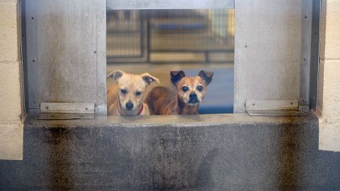 Te recomendamos leer el manual de adopción responsable.