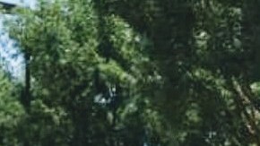 La compañía Primex Farms esta en Wasco, California. (Suministrada)