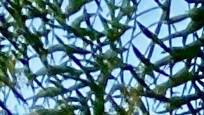 Los círculos curativos son parte de la iniciativa en los parques. (Oficina del concejal Marqueece Harris-Dawson)