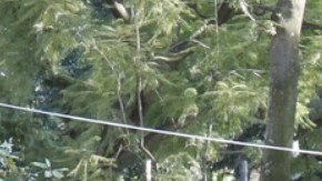 Narcos trasladan drogas en peluches, piñatas y hasta quesos a EE.UU.