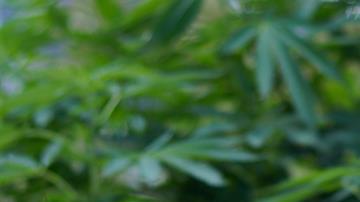 Los activistas mantienen el Plantón 420 frente al Senado.