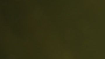 La tortuga es originaria de China y se encuentra en peligro de extinción.