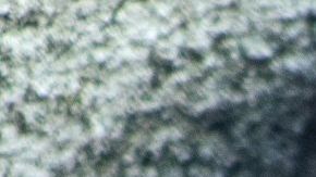 Las ratas pueden transmitir enfermedades a los humanos.