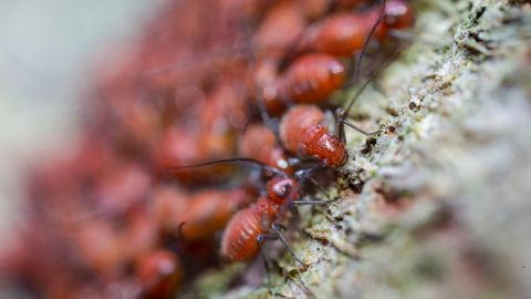 Los insectos en los sueños transmiten un mensaje del subconsciente.