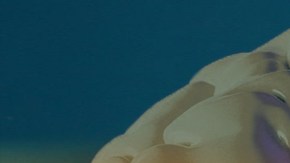 Los caracoles provienen del Golfo de México, del Mar Caribe y del Pacífico mexicano.