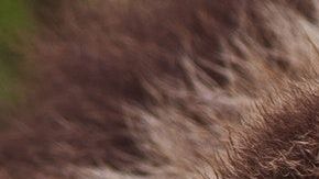 Al oso no le gustó tener a alguien cerca.