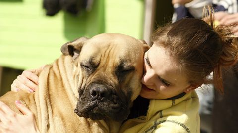El perro llevaba un microchip y fue así como lograron devolverlo a su dueña.