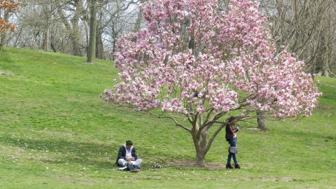 Nuestros Barrios Prospect Park - Washington Ave - Brooklyn Museum - Botanic Garden