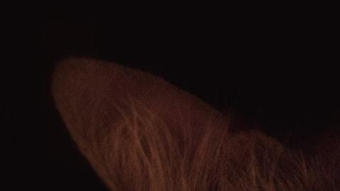 Los gatos en lo sueños tienen significados contrastantes.