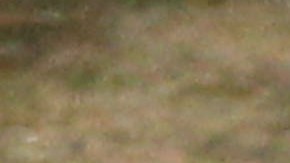 El único jugador que no aparece en ninguno de los festejos es Carlos Marchena.