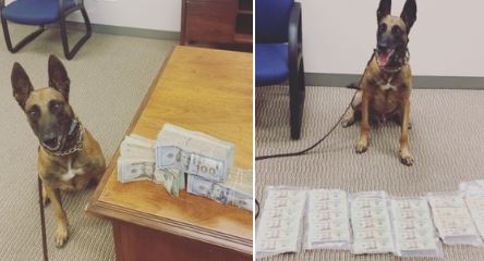 Los miles de dólares que fueron descubiertos por Kato.