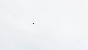 Una de las tantas versiones era que querían eliminar la palabra "frito".