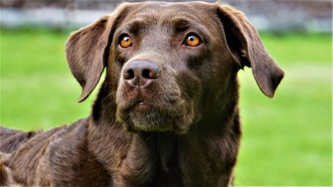 El perro, de nombre Eros, hace entregas a domicilio en una canasta.