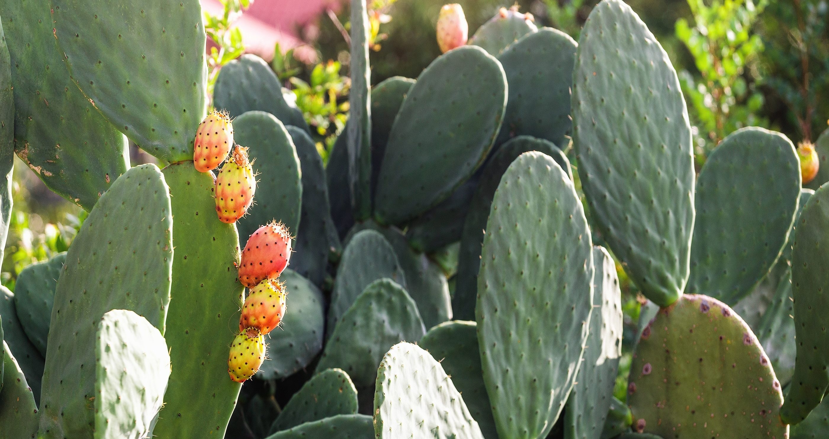 Los 5 mejores suplementos con las propiedades