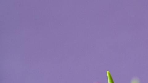 Las flores se asocian a los signos zodiacales.