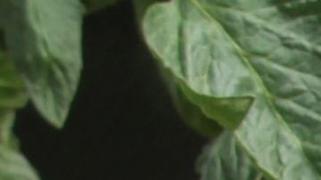 En las clases por Internet te enseñarán a cómo tener un huerto en tu hogar. /  fotos: archivo.