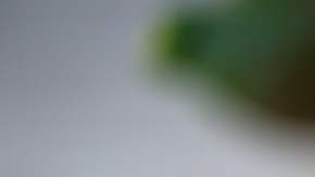 finger lime