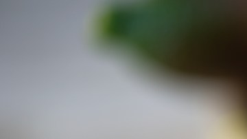 finger lime