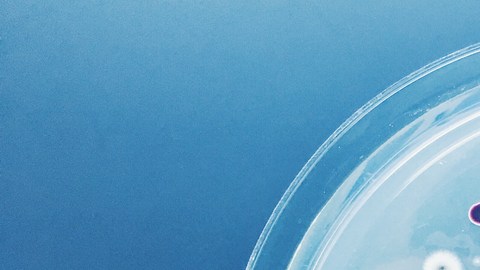 bacteria