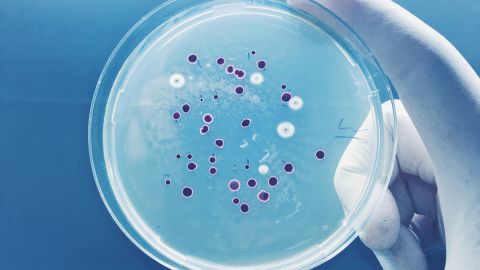 bacteria