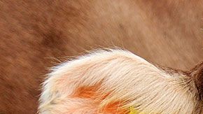 Aumento de peso luego de los 35 años, aumenta el riesgo de cáncer de mama