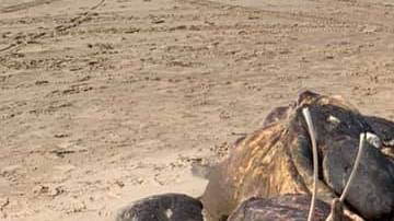 Se encontraron extraños restos imposibles de identificar en una playa en U.K.
