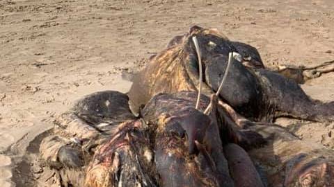 Se encontraron extraños restos imposibles de identificar en una playa en U.K.