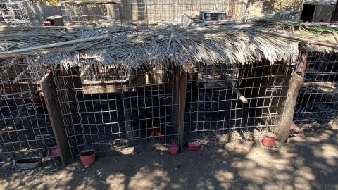 Algunas de las jaulas encontradas en el lugar con miles de gallos de pelea.