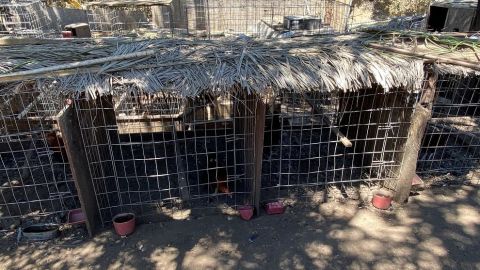 Algunas de las jaulas encontradas en el lugar con miles de gallos de pelea.