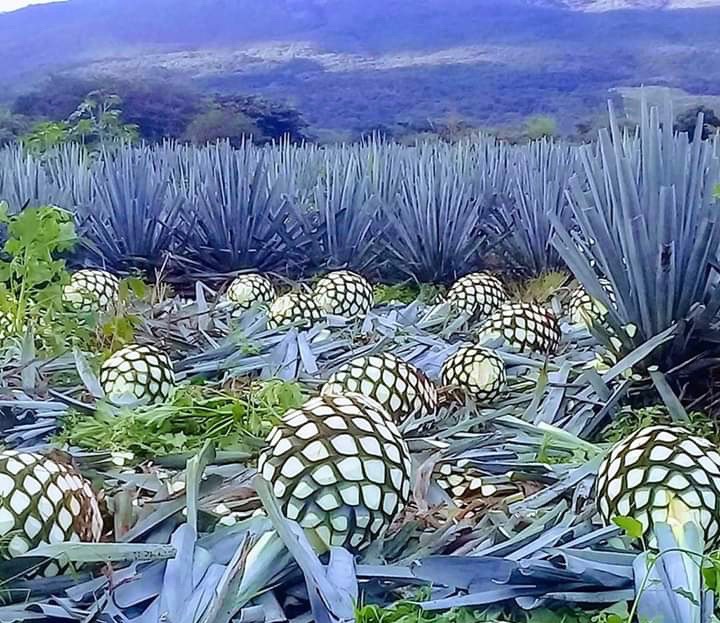 Algunas piñas de agave azul de los cultivos en El Arenal