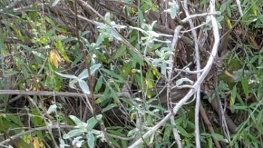 El león de montaña encontrado envenenado en noviembre de 2019.