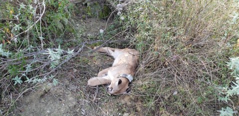 El león de montaña encontrado envenenado en noviembre de 2019.