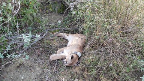 El león de montaña encontrado envenenado en noviembre de 2019.
